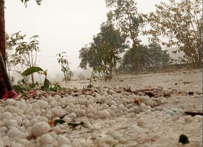राजस्थान में बारिश-ओलावृष्टि से फसलों की बर्बादी, अगले सप्ताह साफ रहेगा मौसम