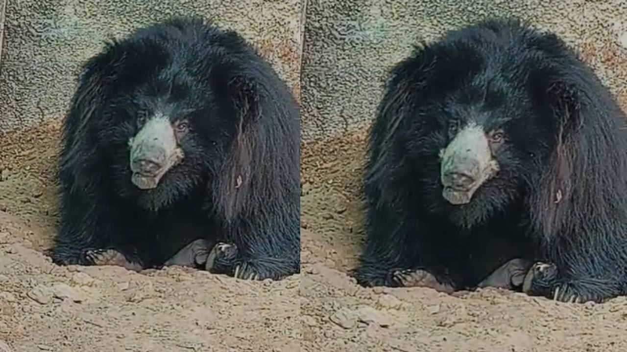 ​वन्यजीव प्रेमियों के लिए नाहरगढ़ बायोलॉजिकल पार्क से आई खुशखबरी, मादा भालू झुमरी ने दिया बच्चे को जन्म