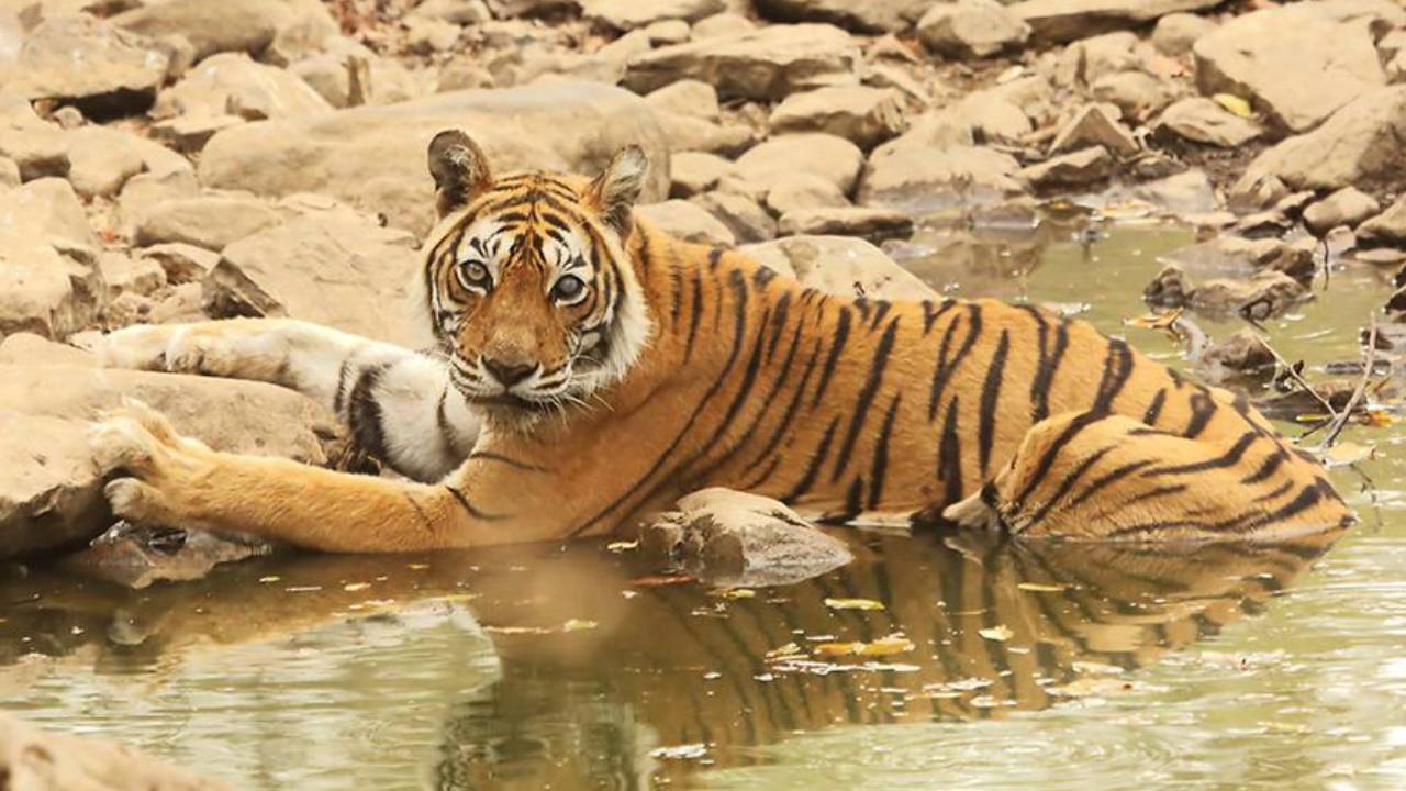​विश्व बाघ दिवस पर रणथंभौर की क्वीन ‘मछली' को मिला बड़ा सम्मान