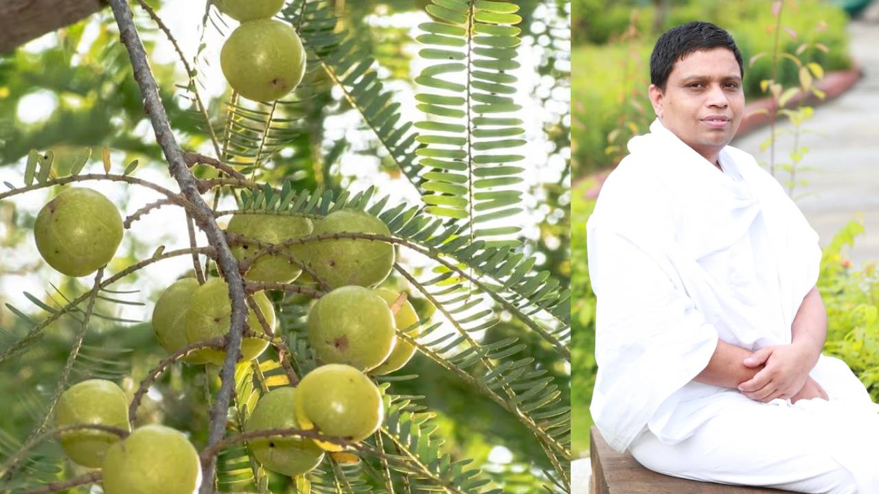 ​कई बीमारियों का रामबाण इलाज है ये छोटा फल, आचार्य बालकृष्ण से जानिए फायदे