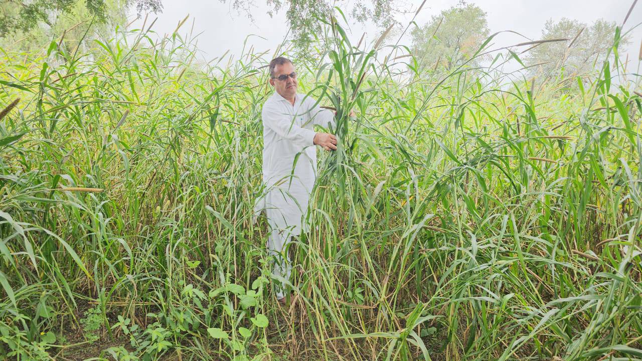 ​बारिश के कारण चौहटन उपखण्ड क्षेत्र में फसलों को भारी नुकसान