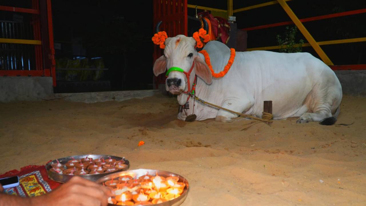​श्रीजड़खोर गोधाम में गोपाष्टमी महोत्सव, दस हजार गोवंशों की एक साथ होगी पूजा अर्चना