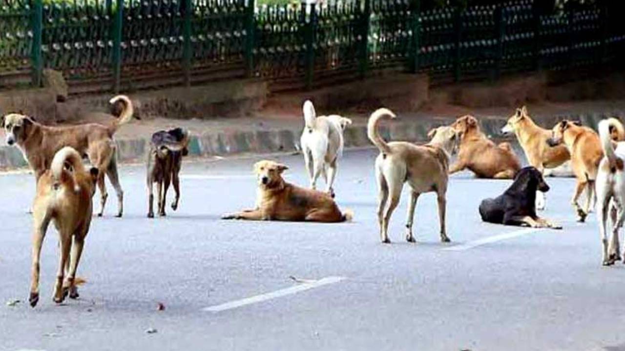 सुप्रीम कोर्ट कहा-हाईवे से आवारा पशु हटाने के लिए देशभर में लागू होगा राजस्थान हाईकोर्ट का आदेश