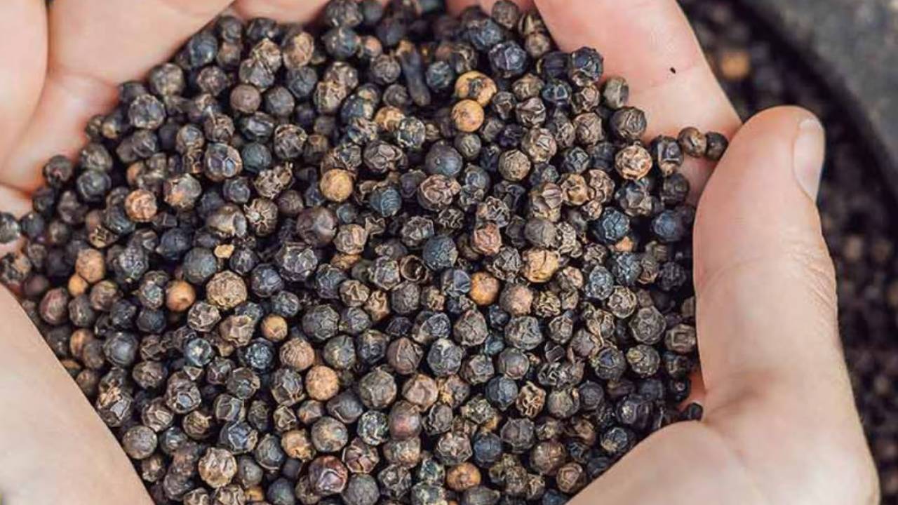 सर्दियों में जोड़ों का दर्द दूर करेगी काली मिर्च, जानिए कैसे करें इस्तेमाल