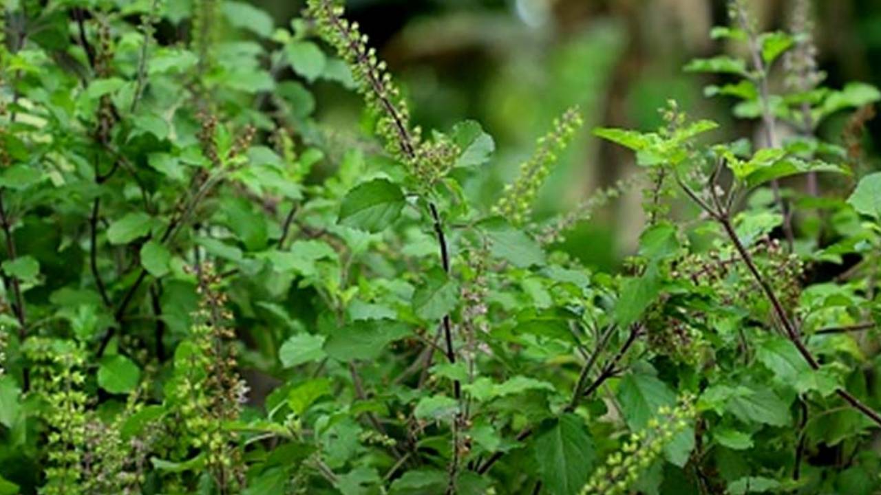 ​नए साल से पहले मुख्य द्वार पर बांध दें ये चीज, सालभर नहीं होगी पैसों की कमी