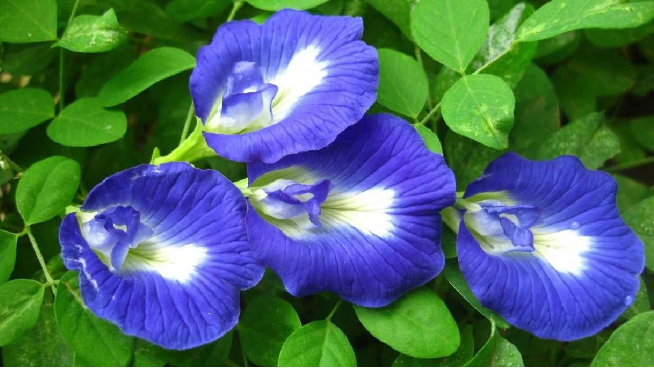 महाशिवरात्रि 2026: अपराजिता के फूल के ये उपाय बदल सकते हैं आपकी किस्मत