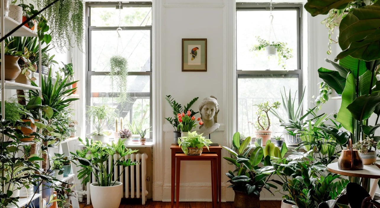 इंडोर प्लांट की केयर में लोग करते हैं ये 5 बड़ी गलतियां, आज ही सुधारें वरना सूख जाएंगे पौधे