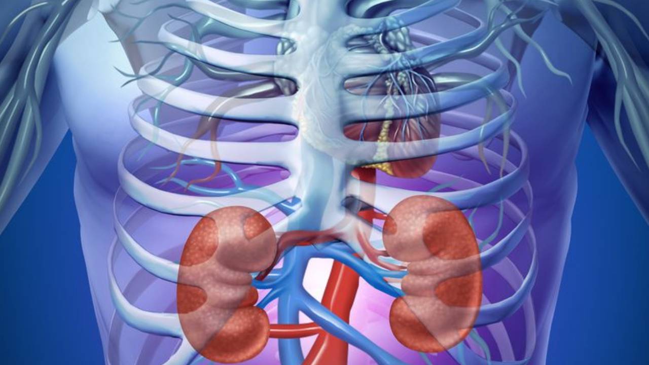 ​भारत में करोड़ों पहुंची किडनी मरीजों की संख्या, यह आदतें पहुंचा रहीं नुकसान