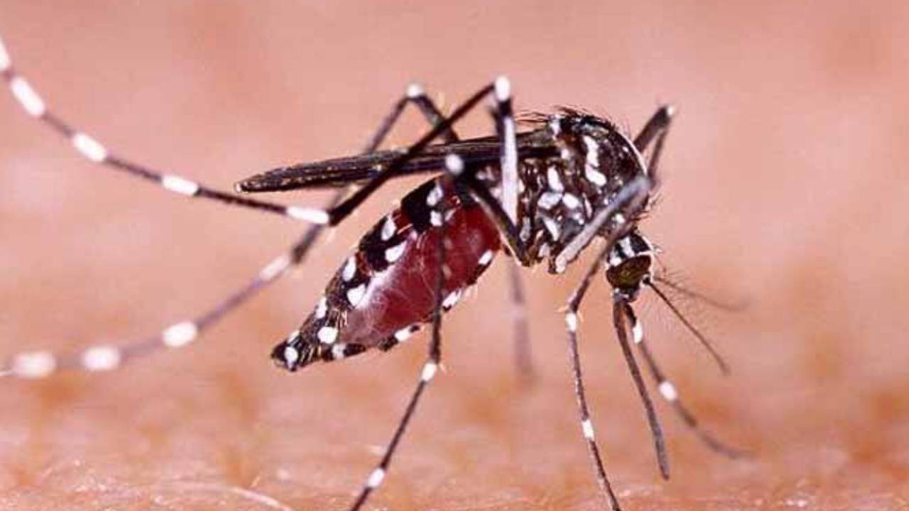 ​घर के मच्छर भगाने के लिए अपनाएं देसी तरीके, नहीं होंगे बीमार