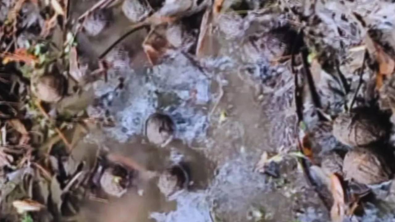 ​तालाब से निकले 84 बम, चुनाव से पहले दक्षिण 24 परगना में हड़कंप