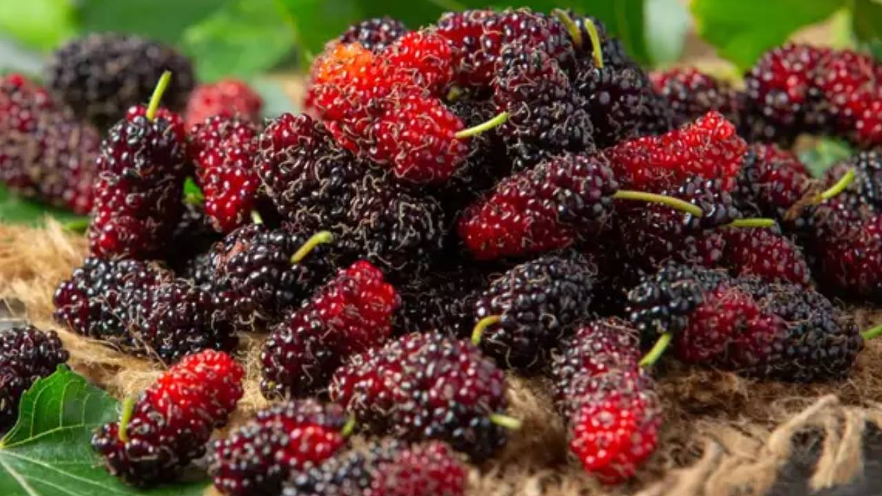 ​गर्मियों में आपकी सेहत के लिए फायदेमं है शहतूत, खाने से होंगे कई फायदे