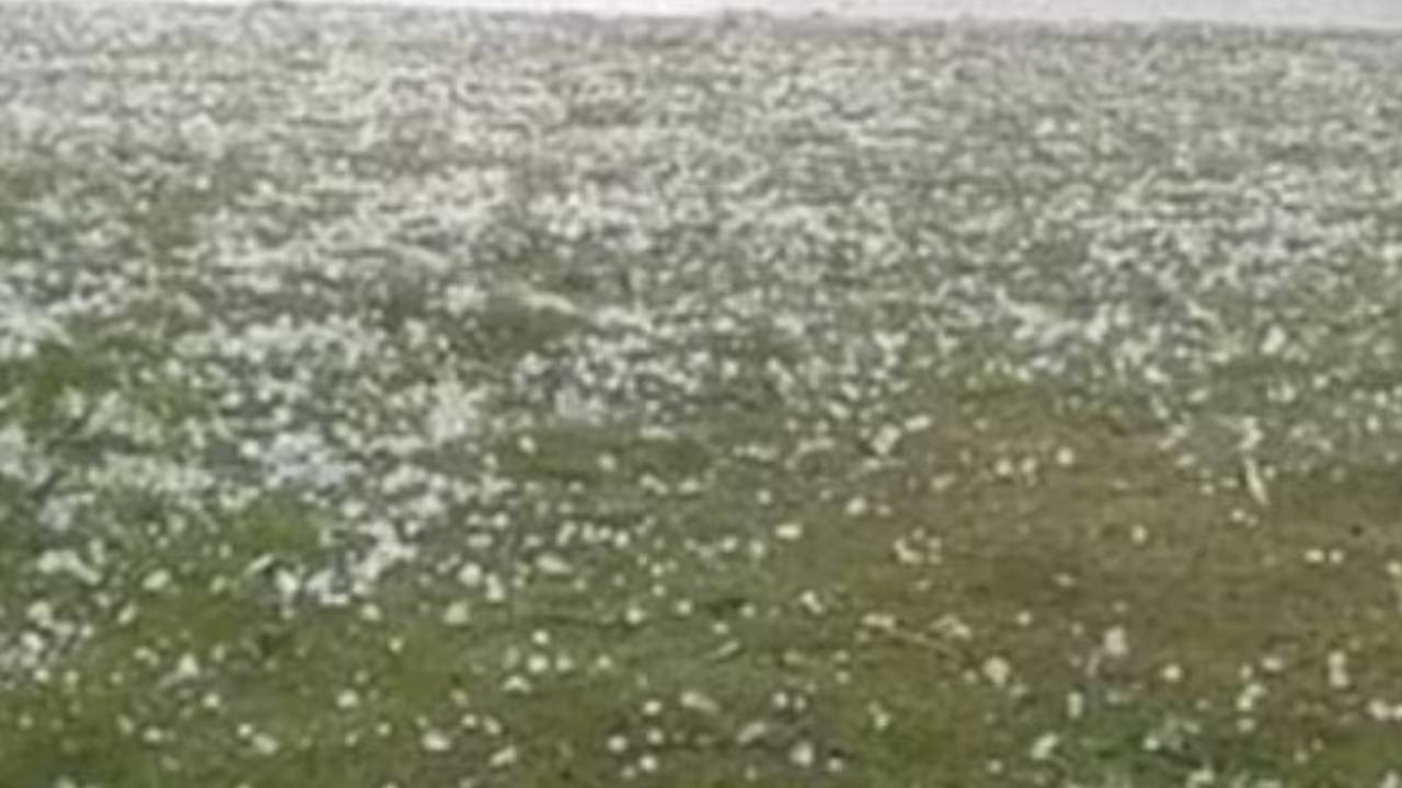 ​राजस्थान में तेज बारिश के साथ ओले गिरे, फसलों को भारी नुकसान