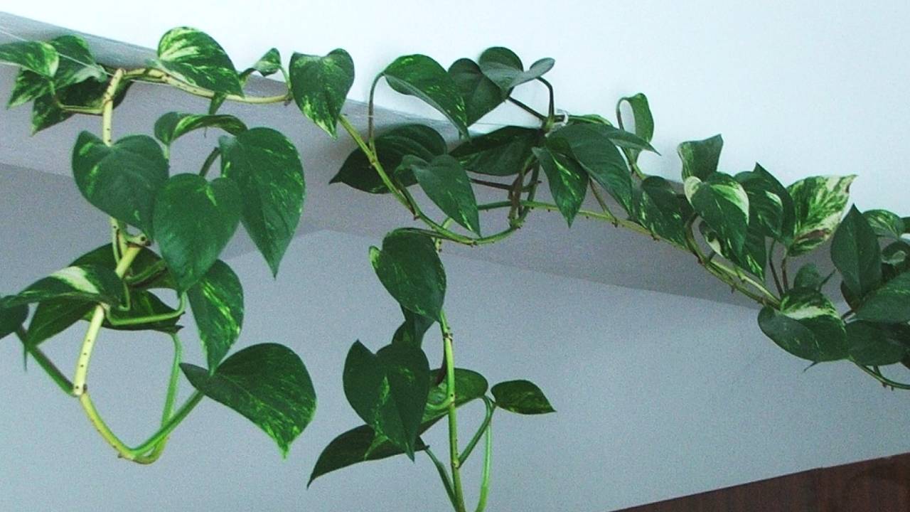 ​फायदे की जगह नुकसान दे रहा है मनी प्लांट, जानिए इसकी वजह