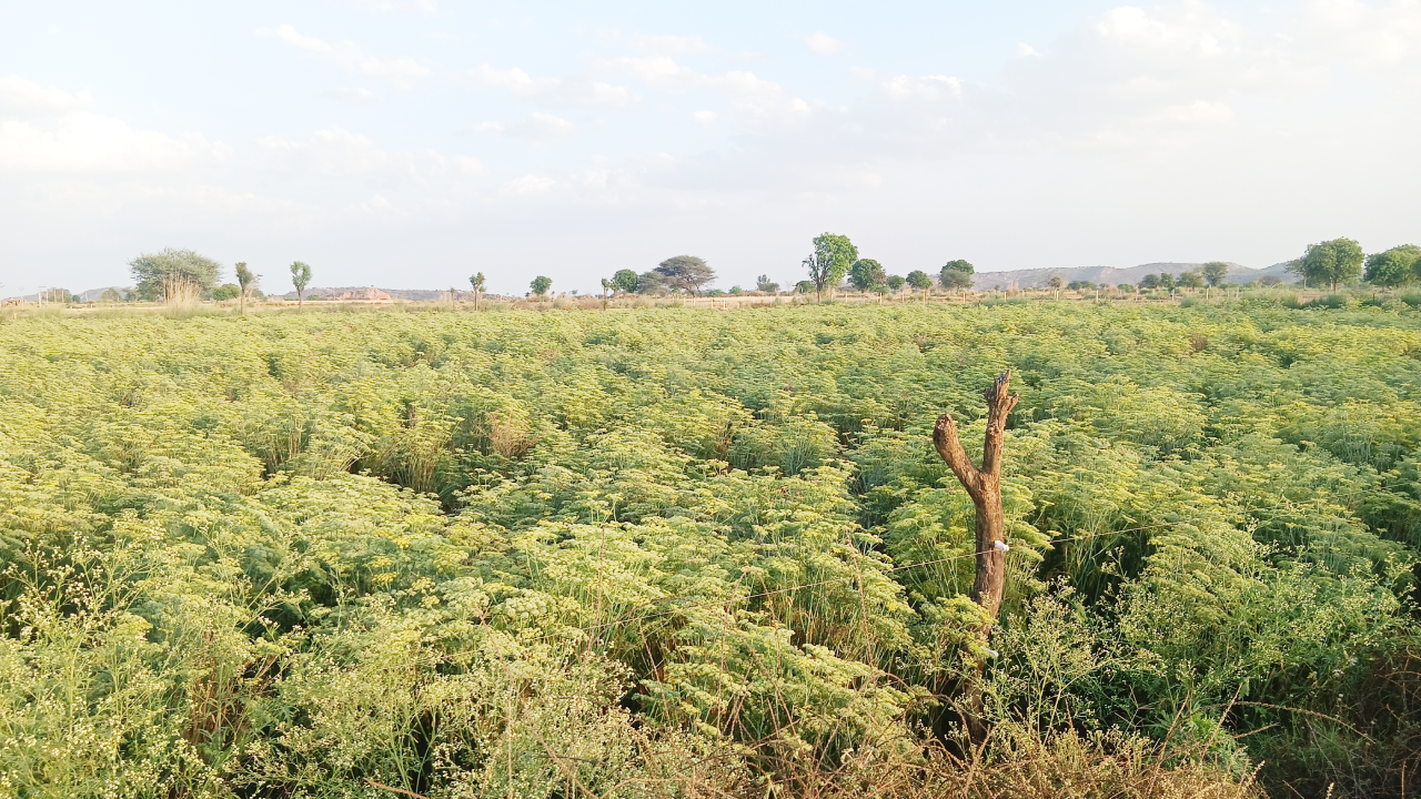 ​भुसावर-वैर में मसाला की खेती, सौंफ का उत्पादन सबसे अधिक